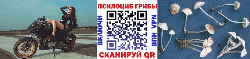 сколько стоит  Белово  гидра ТОР  Псилоцибиновые грибы Psilocybine cubensis 